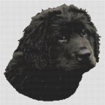 (image for) Black Newfoundland Puppy